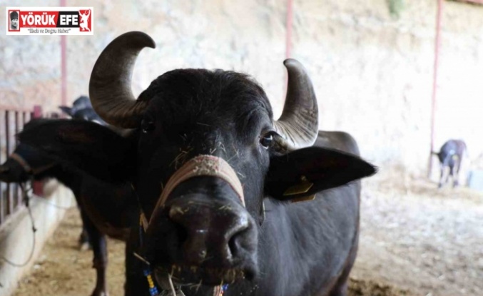 Mandadan gelen altın lezzet