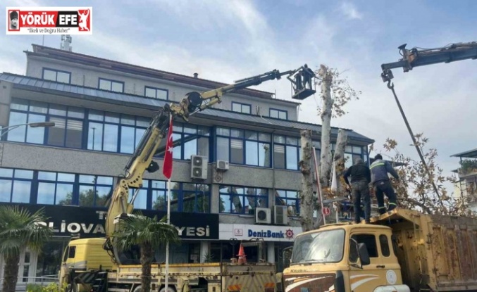 Yaşı 200’e yaklaşan çınar ağacı budandı