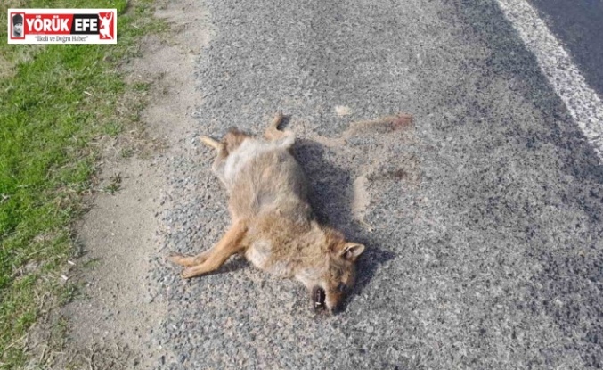 Aracın çarptığı tilki telef oldu