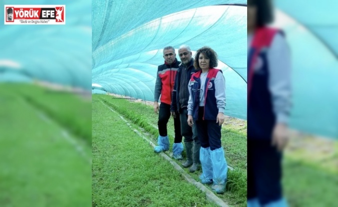 Aydın’da salep orkidesi üretimi büyüyor