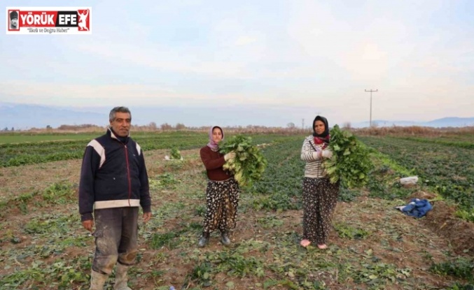 Aydın’da soğuk hava sebzeyi vurdu, tarlada verim düştü