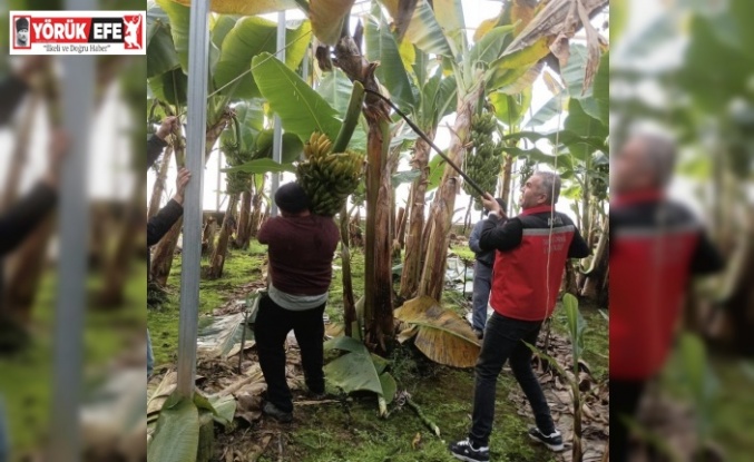 Efeler’de muz hasadı başladı