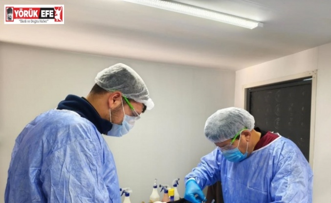 Germencik Belediyesi sokak hayvanları için kısırlaştırma çalışmalarını sürdürüyor