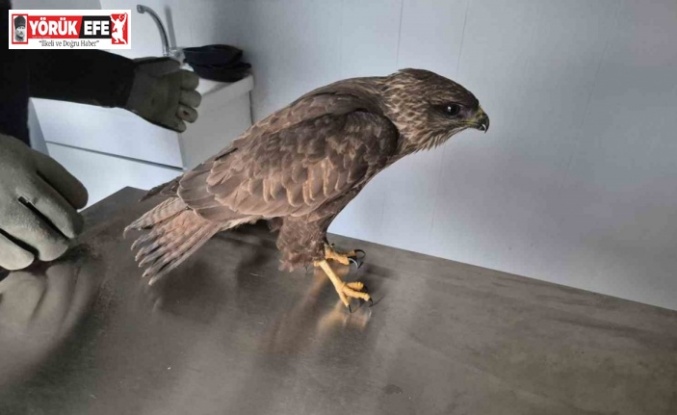 Germencik Belediyesi yaralı şahini tedavi etti