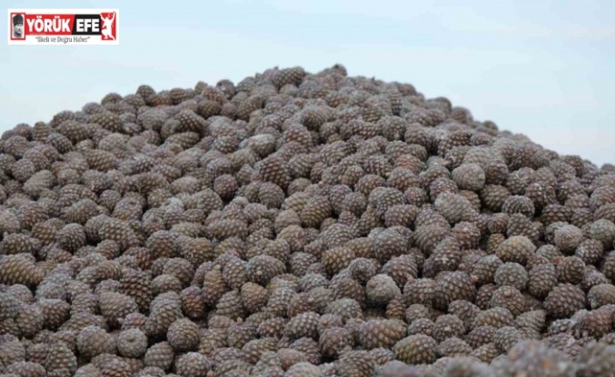 Kozalak işleme tesislerinde yoğun mesai dönemi