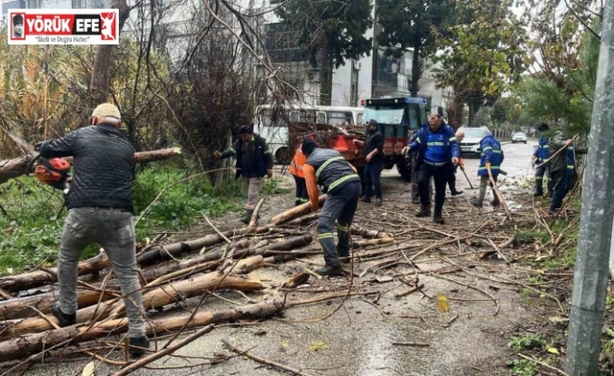 Nazilli Belediyesi’nden devrilen ağaçlara hızlı müdahale