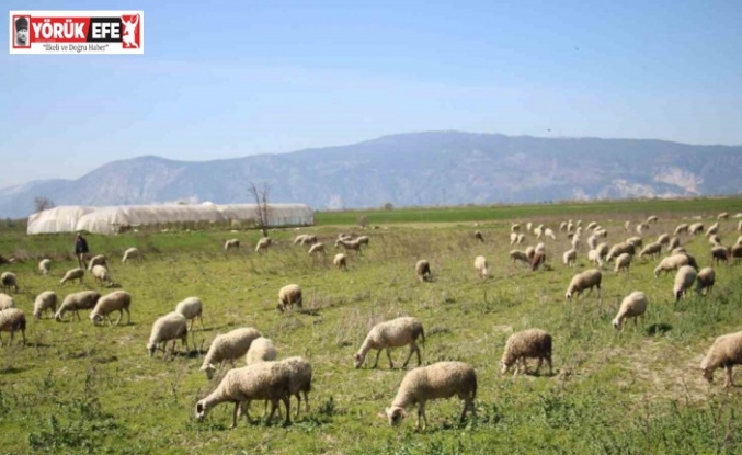 Söke’de yetiştiricilere destekleme icmali uyarısı
