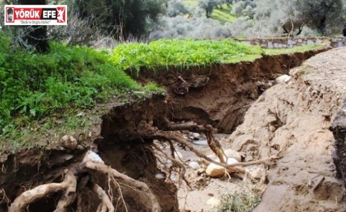 Dere suları yön değiştirdi, zeytinlikte ikinci yatak oluştu