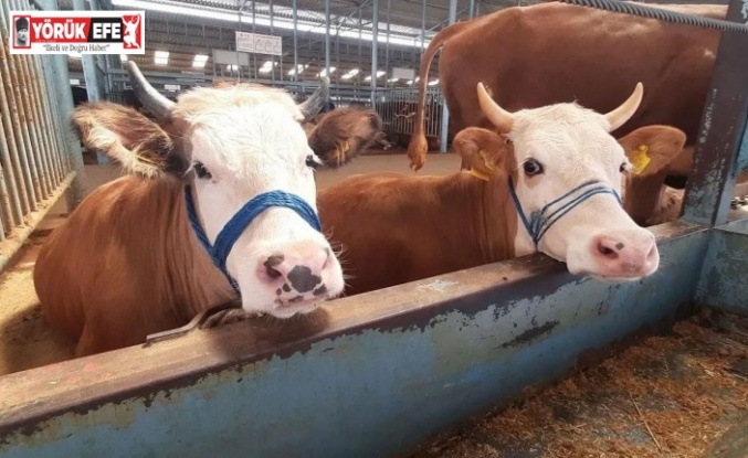 Nazilli’de şap hastalığı söndü, kısıtlama kaldırıldı