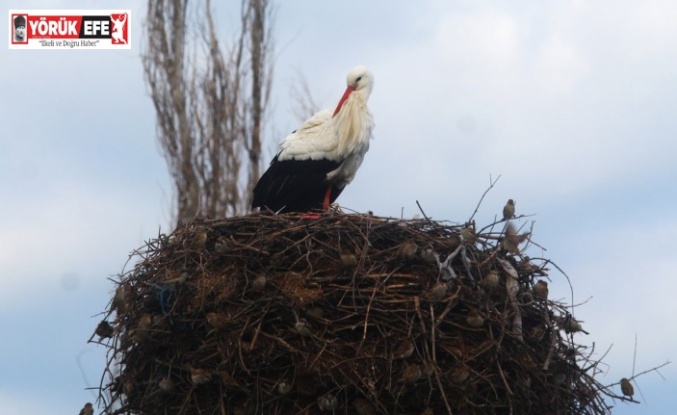 Yılın ilk leylekleri gelmeye başladı, ilk gören 1 çuval unu kaptı