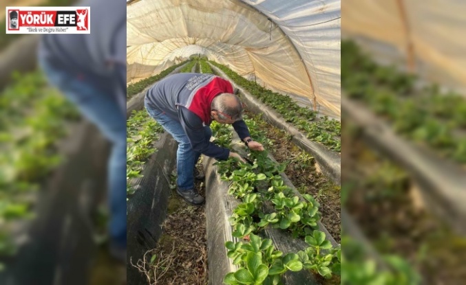 Aydın’da hasat öncesi çilek bahçeleri kontrol edildi