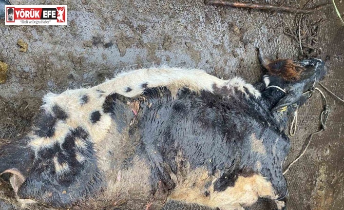 Çine’de itlaf edilen hayvan enfeksiyon kapmış