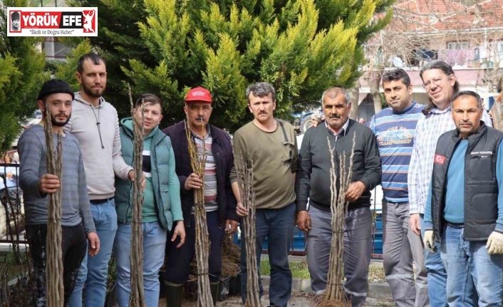 Nazilli’de 16 mahallede 10 bin incir fidanı dağıtıldı