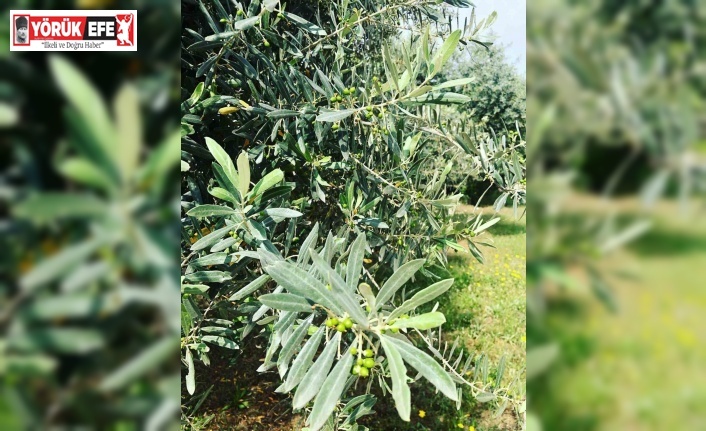 Zeytin güvesine karşı mücadele uyarısı