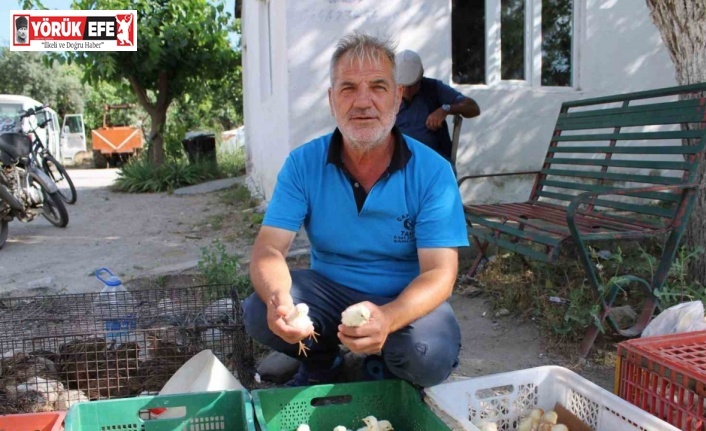 Civciv üreticileri, yasal düzenleme istiyor