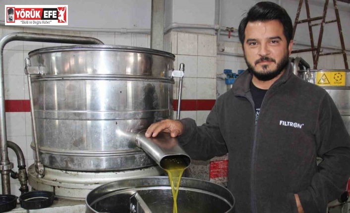 Aydın’da zeytin üreticisine Akdeniz meyve sineği telaşı sardı