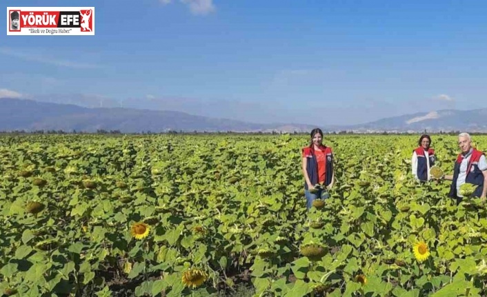Söke’de 10 bin dekarlık alana ayçiçeği tohumu dağıtılacak