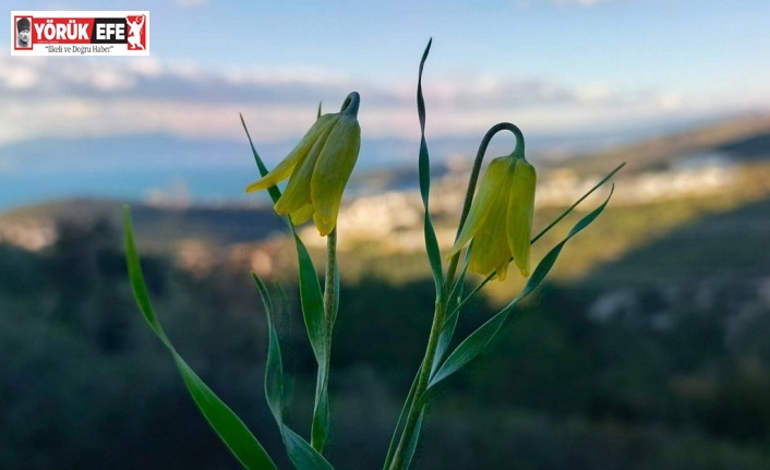 Ağlayan Gelinler çiçek açtı