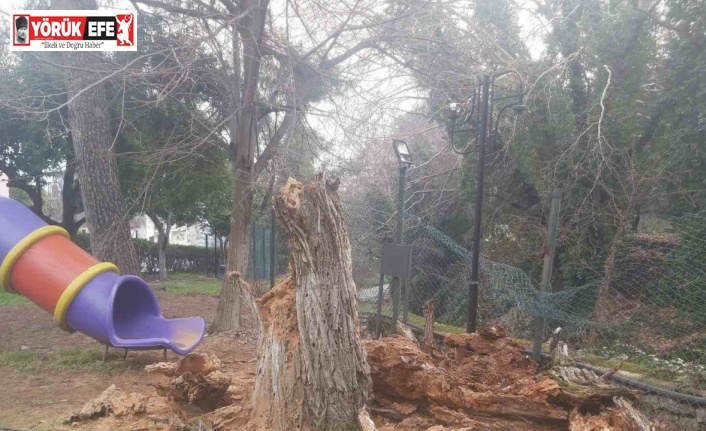 Bozdoğan’da ağaç devrildi, duvar çöktü: 2 yaralı