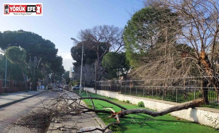 Çürüyen ağaç yola devrildi, facia ucuz atlatıldı