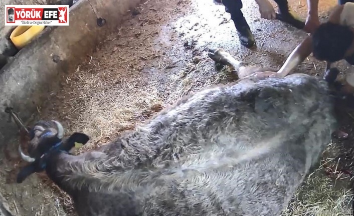 Doğum yapmakta zorlanan ineği sezaryen yapan S.T.’den açıklama: Çağırdılar insanlık namına yardımcı oldum