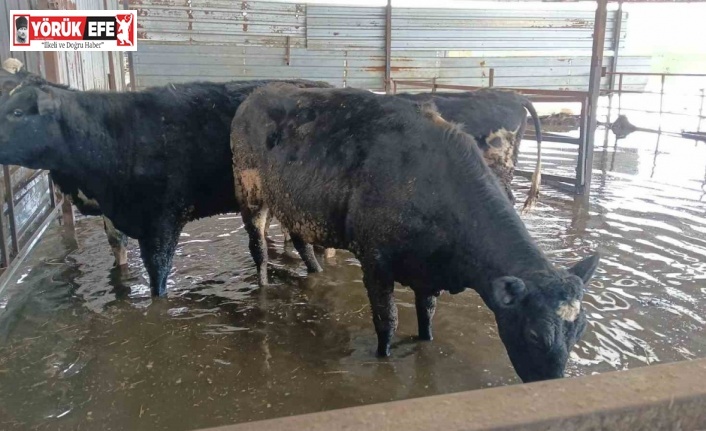 Hayvan damları sular altında kaldı, hayvanlar tahliye ediliyor