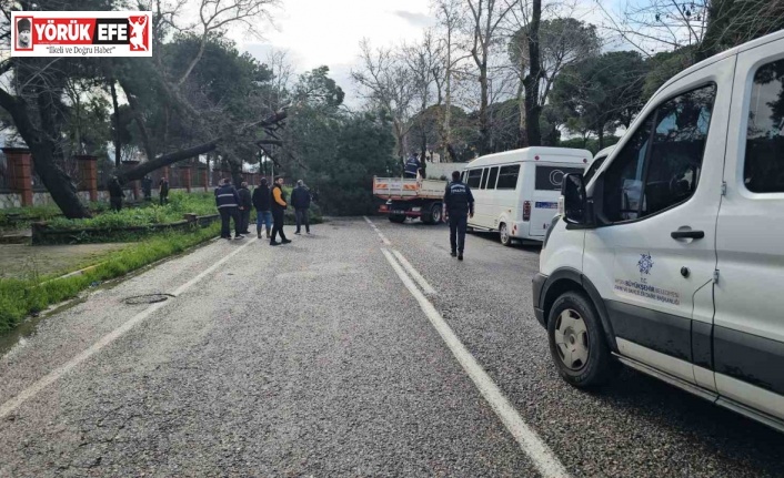 Nazilli’de fırtınayla devrilen dev çam ağacı karayolunu trafiğe kapadı