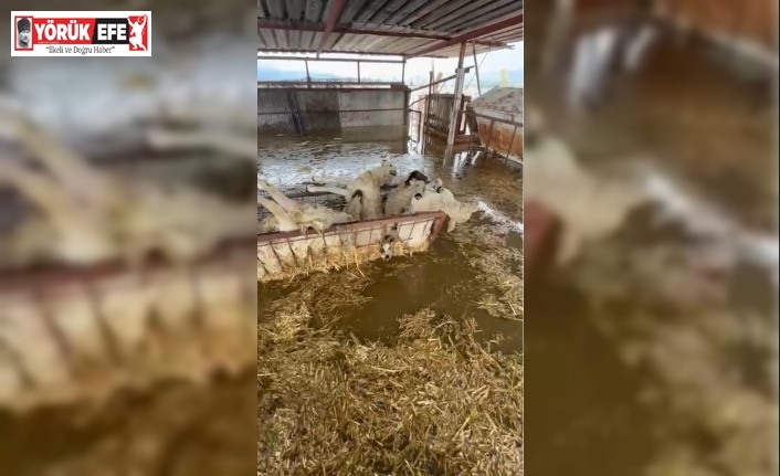 Sular altında kalan hayvan damındaki koyunlar telef oldu