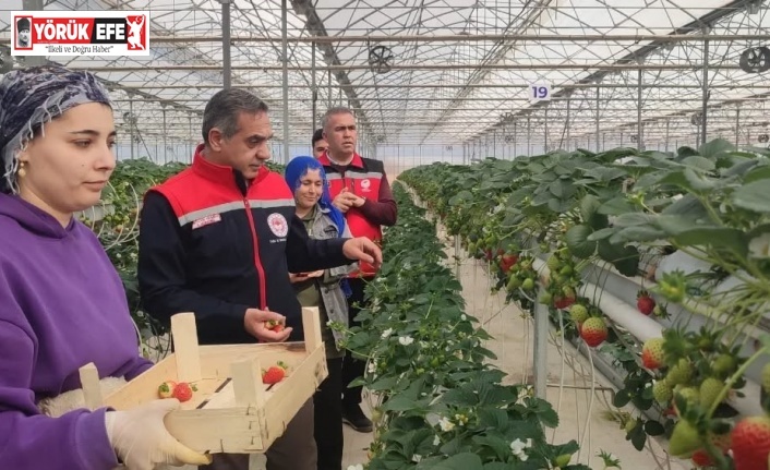 Aydın’da çilek hasadı başladı