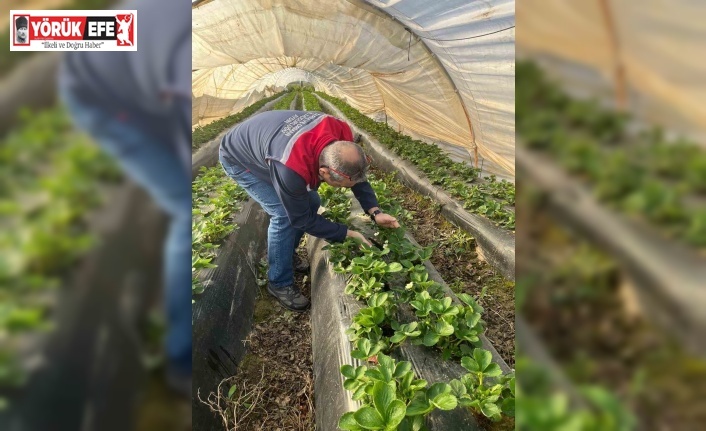 Aydın’da hasat öncesi çilek bahçeleri kontrol edildi