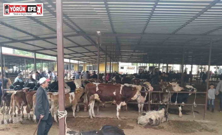 Aydın’da hayvan pazarlarında yeni dönem: "Kurallar ve saatler belirlendi"
