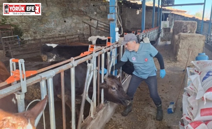 Aydın’da şap ve hastalıklara karşı aşılama çalışmaları sürüyor