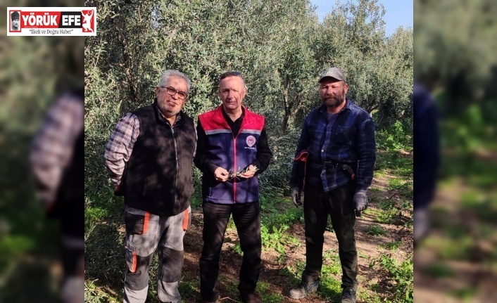 Aydın’da zeytin bahçeleri kontrol edildi