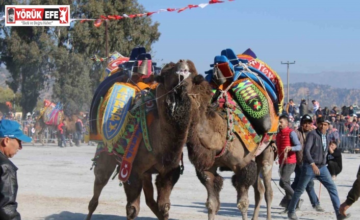 Deve güreşlerinde, "Bu sene mangal yakılmayacak, basın mensupları dışarıya çıkarılacak"