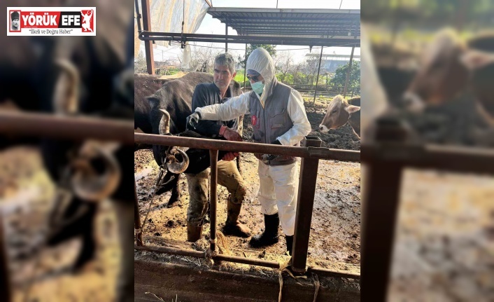 Efeler’de 15 bin hayvan aşılandı