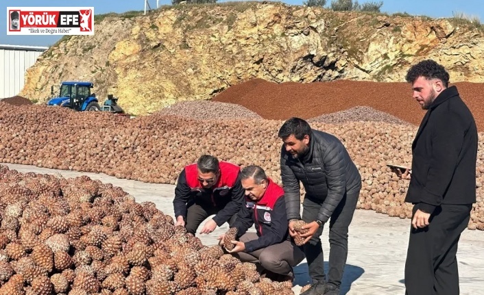 Koçarlı’da Çam Fıstığı işleme tesisindeki çalışmalar yerinde incelendi