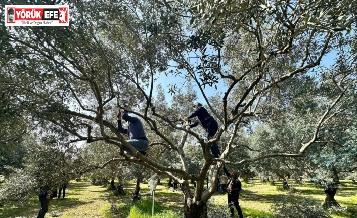 Koçarlılı üreticilere uygulamalı budama eğitimi